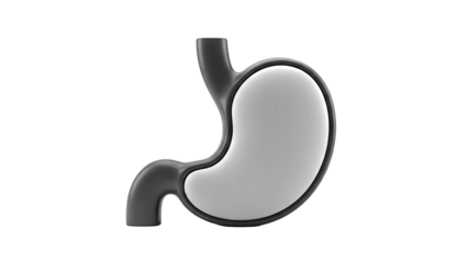 Stylized 3D model of a human stomach