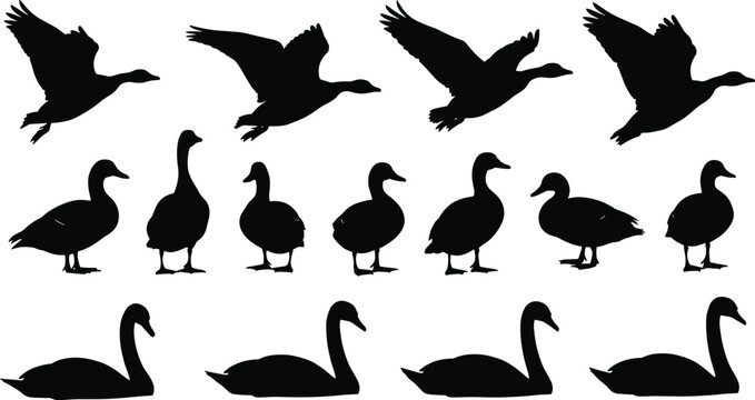 Collection of waterfowl silhouettes illustration set, flying ducks geese and swimming swans icons, wild birds nature and wildlife vector design elements for outdoors,