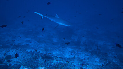 Underwater photography of Grey reef shark. From a scuba dive in the Maldives. Indian Ocean.