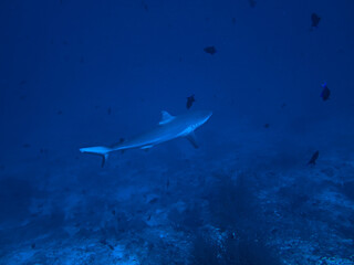 Underwater photography of Grey reef shark. From a scuba dive in the Maldives. Indian Ocean.