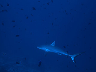 Underwater photography of Grey reef shark. From a scuba dive in the Maldives. Indian Ocean.