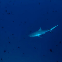 Underwater photography of Grey reef shark. From a scuba dive in the Maldives. Indian Ocean.