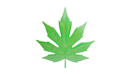 Single Green Papaya Leaf