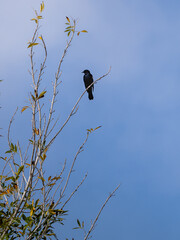 Blackbird on tree