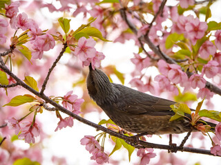 春の蜜に誘われて、桜を愛でるヒヨドリの休息