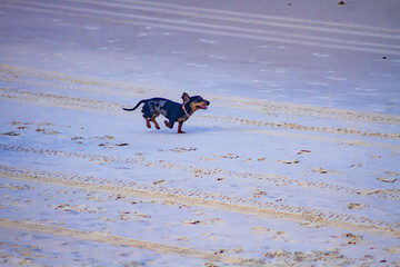 cão, cachorro, praia, areia, animal