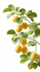 A vibrant branch of lemons with green leaves, showcasing the freshness and natural beauty of citrus fruits.