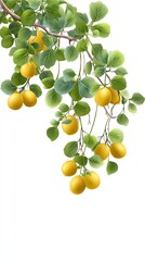 A vibrant illustration of a lemon branch with bright yellow lemons and lush green leaves against a white background.