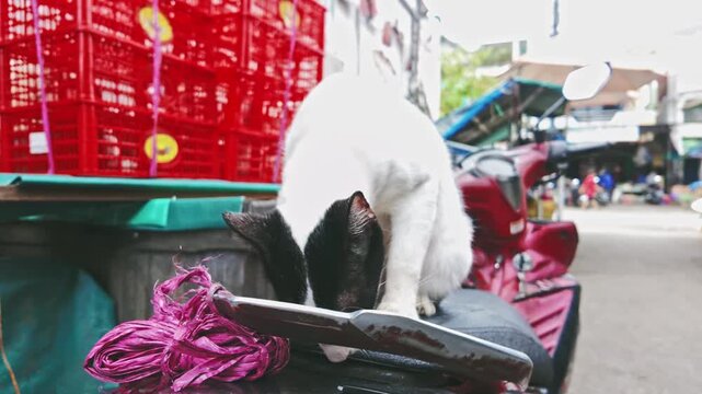 a cat is sitting and scratching its body on a motorbike
