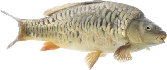Carp Fish Isolated On Transparent Background