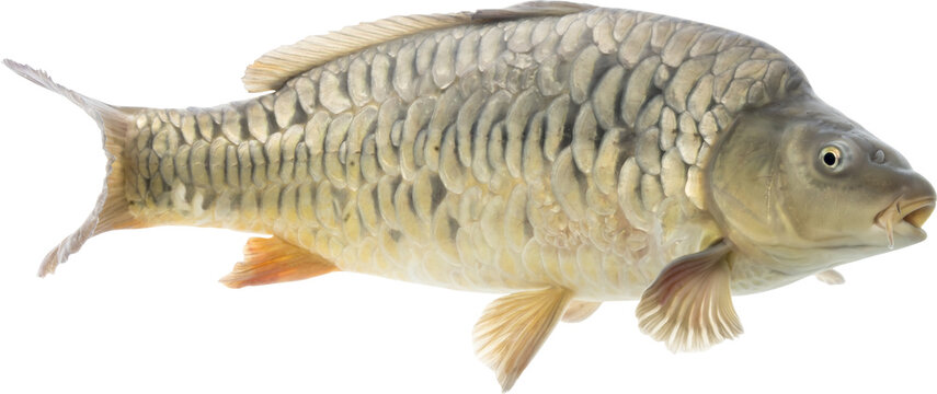 Carp Fish Isolated On Transparent Background