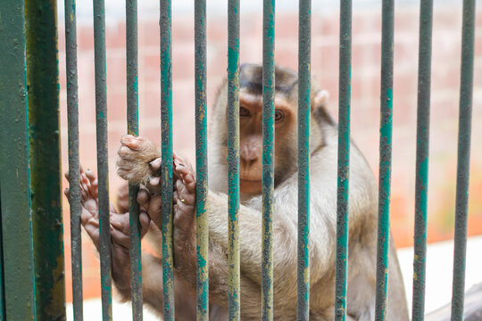  a pig tailed macaque (Macaca nemestrina) also known beruk inside an enclosure