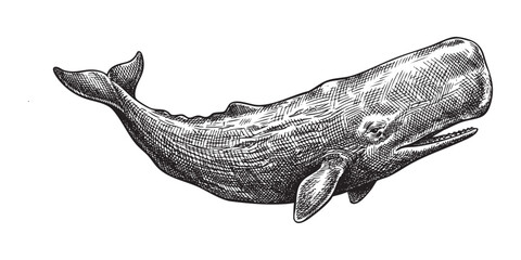 sperm whale Vintage Engraving Style Illustration © trianatio