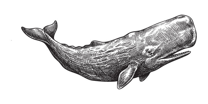 sperm whale Vintage Engraving Style Illustration