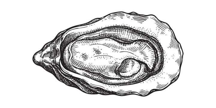 oyster shell revealing inner texture illustrated in a vintage black and white engraving style.