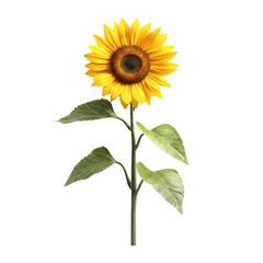 Obraz premium Bright sunflower in full bloom