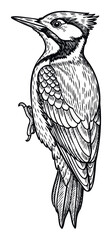 Fototapeta premium Striking black and white woodcut style illustration of a woodpecker bird perched showcasing intricate plumage textures perfect for natural history publications or wilderness themed graphic