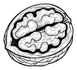 Detailed black and white engraving style drawing of a cracked walnut revealing its edible kernel perfect for food packaging health related content or nature themed projects.