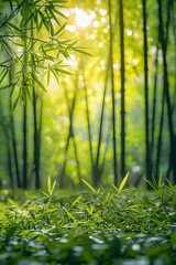The emerald green bamboo forest under the sunshine