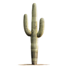 Detailed Isolated Saguaro Cactus Against Transparent Background Demonstrating Natural Green Color and Spiky Texture