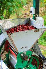 Fresh coffee cherries inside coffee depulping machine on a coffee farm