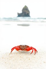 Small red crab on sandy beach near ocean