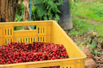 Freshly harvested ripe coffee cherries in yellow crate on coffee farm