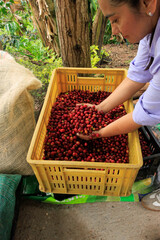 Hands holding ripe coffee cherries during harvest on coffee farm