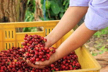 Hands holding ripe coffee cherries during harvest on coffee farm