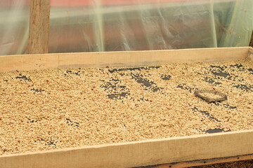 Coffee beans drying on traditional wooden drying bed