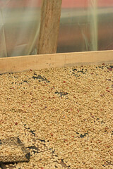 Coffee beans drying on traditional wooden drying bed