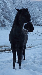 A black horse on a walk in winter