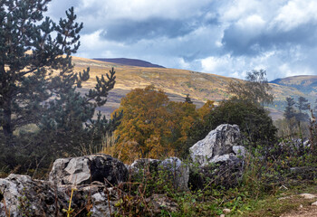 Autumn walks in the autumn park in the morning hours in the alpine area of the mountain range