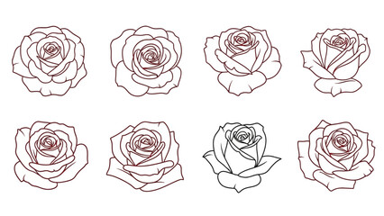 Hand Drawn Roses in Various Stages.