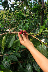 hand holding ripe red coffee cherries on coffee plant branch in tropical coffee plantation