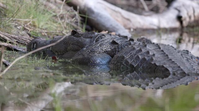 Wild endangered Rainforest Crocodile in tropical pond jungle in Tikal Guatemala, alligator dangerous, Morelet's Crocodile