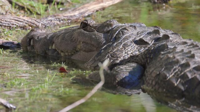 Wild endangered Rainforest Crocodile in tropical pond jungle in Tikal Guatemala, alligator dangerous, Morelet's Crocodile