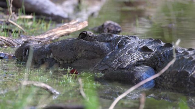 Wild endangered Rainforest Crocodile in tropical pond jungle in Tikal Guatemala, alligator dangerous, Morelet's Crocodile