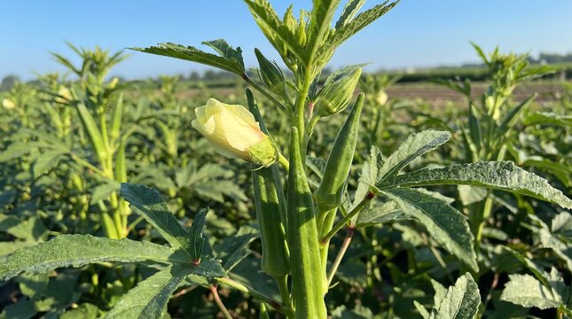 A vibrant field of lush green okra plants with delicate budding flowers under a clear bright blue summer sky is shown