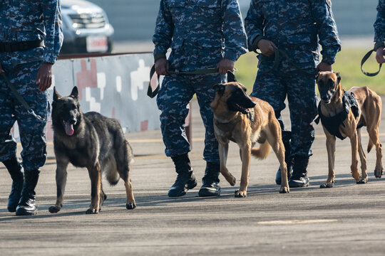 Police K9 dog with a handler training the bond and partnership in law enforcement.Smart police dog demonstrations to attack the enemy.K9 military dog unit.K-9 training service dogs for police.