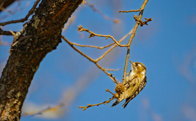 早春の空見上げる愛らしいコゲラ