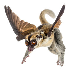 Fototapeta premium A fantasy creature a lemur with bird wings and orange eyes, captured against a clean, black background