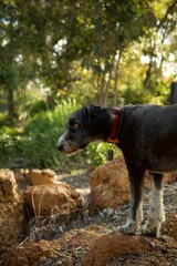 Black and white bordoodle dog standing on a rock in nature