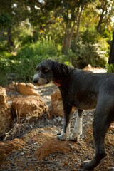 Black and white bordoodle dog standing on a rock in nature