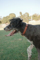 Black and white bordoodle dog at the park