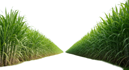 Pristine field of tall, green sugarcane plants in ordered rows, lush foreground grass, soft daylight, bright sky, subtle bokeh, concept of natural abundance and sustainable agriculture