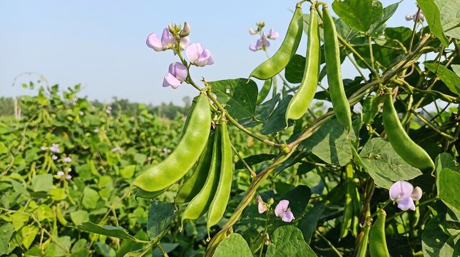 lush green fava bean plants with vibrant purple and white flowers thrive in a field showcasing healthy growth and natural beauty