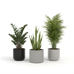 Three office-friendly indoor plants displayed side by side zz plant, snake plant, and bamboo palm