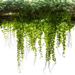 Lush, cascading green vines with vibrant leafy strands