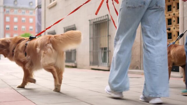 Two young women friends walking their dogs in the city
